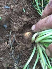 Lepidium meyenii, Maca, Peruvian maca, Andes ginseng, Incas travel - 50 Semente