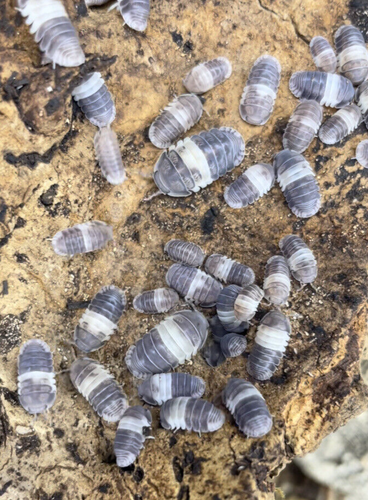 Cubaris Panda King Isopods 6 Count Roly Poly Bioactive Feeders Clean Up LAG - 第 1/7 張圖片