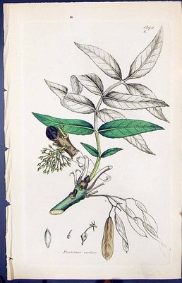 Antiker Druck Fraximus Excelsior Smith Sowerby 1847 Britische Pflanzen Botanik 19.
