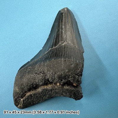 Authentischer Carcharodon Megalodon fossiler Haizahn C-KLASSE - Miozän |