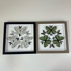3D Butterfly Shadow Box Display Case Set Of 2