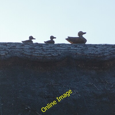 Foto 6x4 Enten auf dem Grat Polebrook eines von 3 Tierreetverbänden i c2014