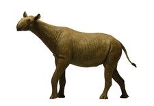 Paraceratherium Indricotherium Prehistoric Mammal Model Figure Toy Eofauna