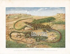 GREEN AND OCELLATED LIZARDS   C 1920 ART ILLUSTRATION PRINT