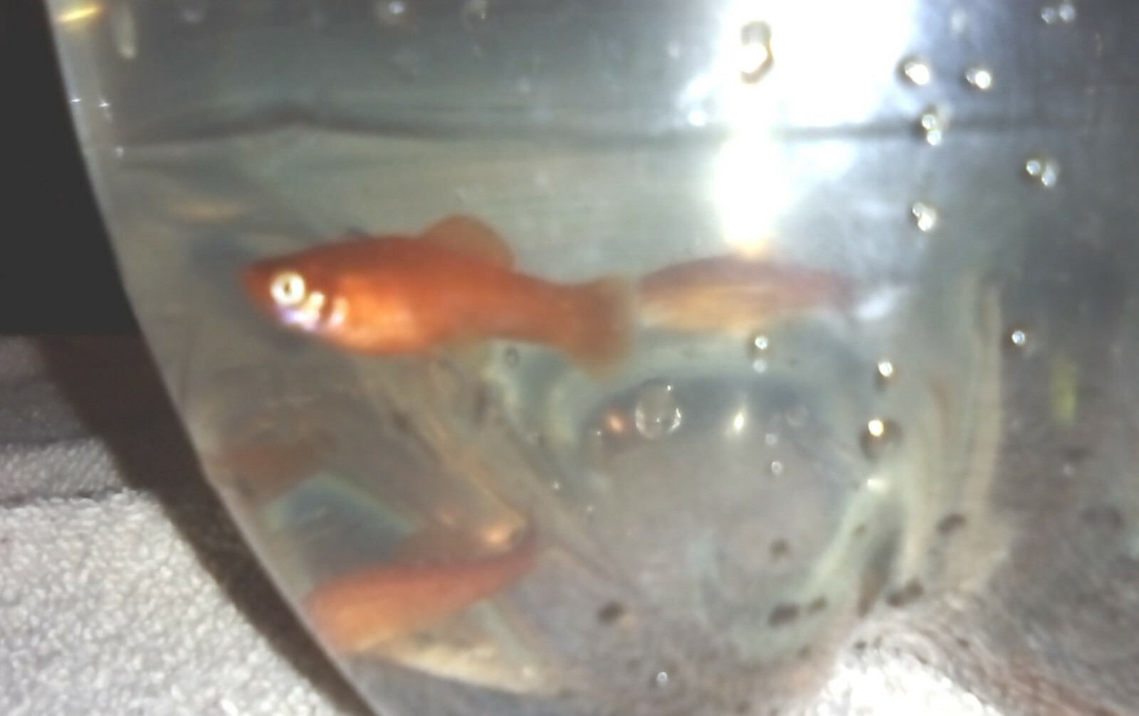 Swordtail (5) Fish Juvenile Swordtails Red/Orange/Green About 1