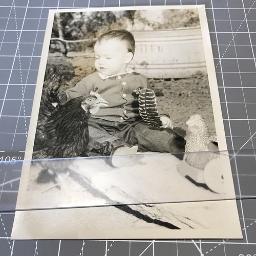 Junge mit Hühnern 50er Jahre Foto