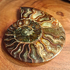 Polished Ammonite Fossil Section Specimen Shell Approx 4 in