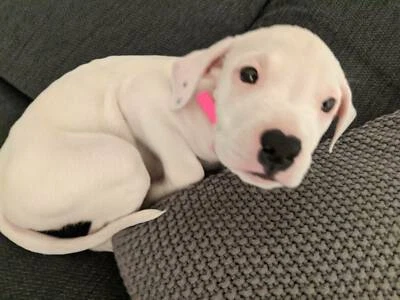 gumtree dogs north east