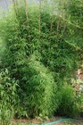 25 Semi di Fargesia South Yunnan,bambu non invasivo,giardino Seeds,Raccolto 2023