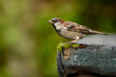 HOUSE SPARROW BIRD GLOSSY POSTER PICTURE PHOTO PRINT small wild aviary 4768