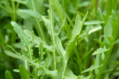 ARUGULA SEEDS Rocket Seeds Home Vegetable Garden Rocket Seeds