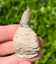 NICE Alabama Fossil Mosasaur Jaw with BIG Tooth Cretaceous Age Dinosaur Teeth