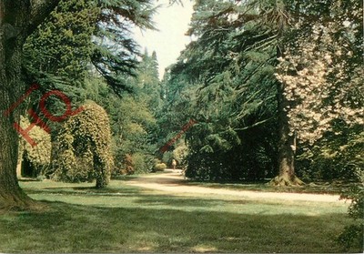 Postkarte: - Westonbirt Arboretum, Hauptfahrt im Frühsommer [J Arthur Dixon]