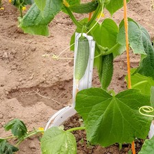  Moule à concombre, moule de culture de fruits, fourniture de mise en forme de