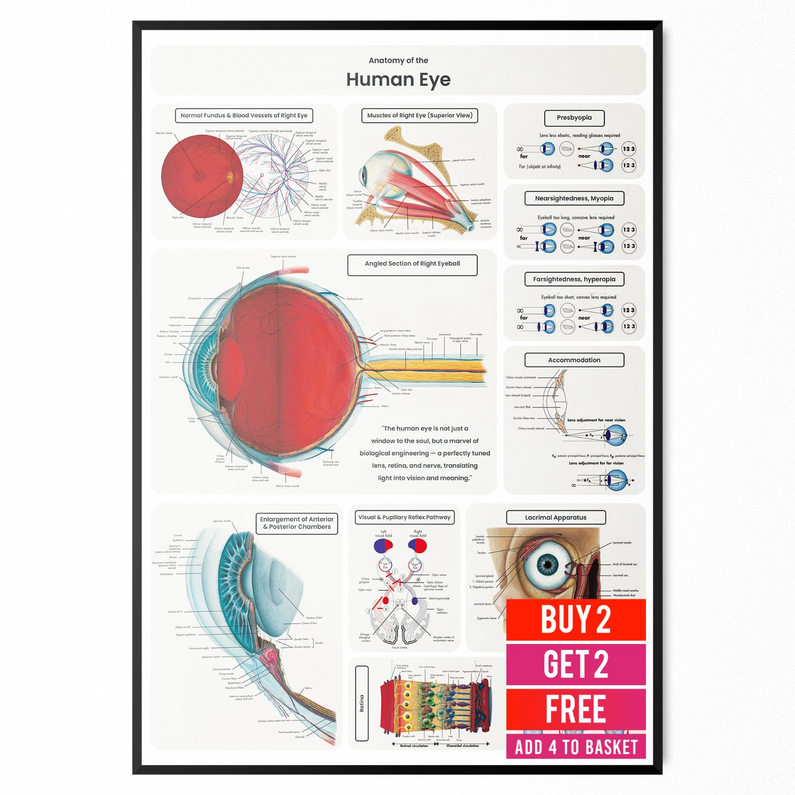 Eye Anatomy Poster - Labelled Human Eye Chart