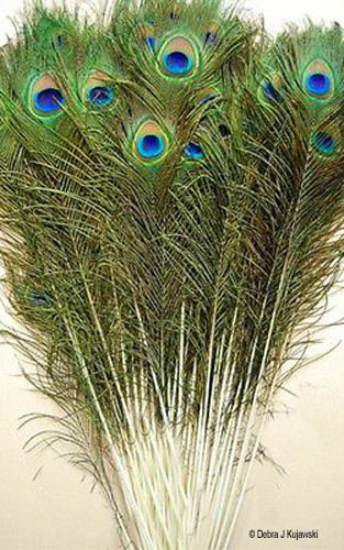 100 Natural Peacock feathers w Blue Green Eyes 30-35