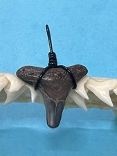 SHARK TOOTH PENDANT…5/8 Inch Fossilized LEMON Shark Tooth from Venice Florida 