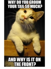 740 - Funny Cat Tail Meme Fridge Refrigerator Magnet