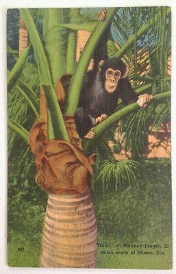 Miami Florida Postcard Vtg Early 1900s Monkey Jungle Chimp Baby Treed Redland 