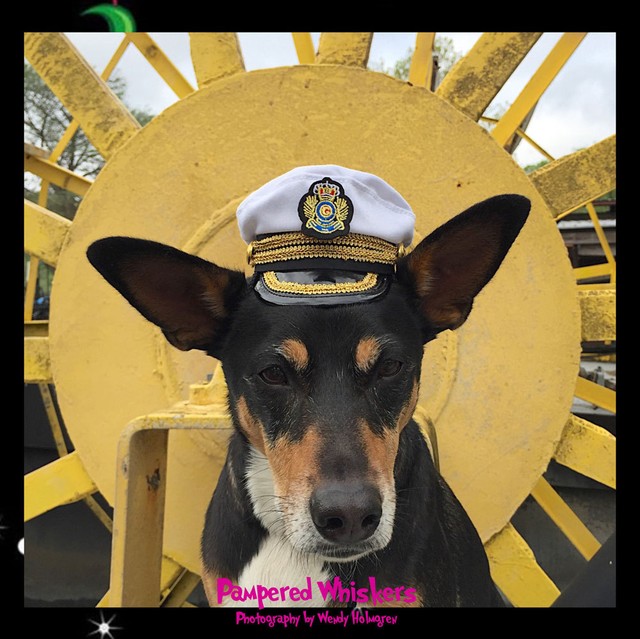 dog captain hat