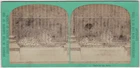 Original 1870s stereoview African leopard in London Zoo, by F. York