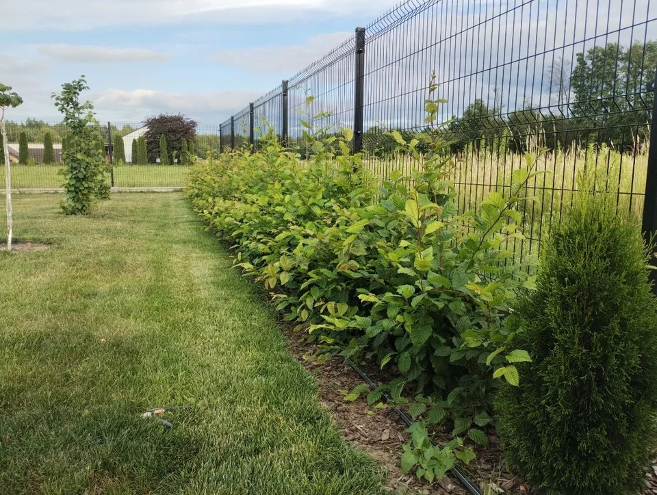 Hainbuche/ Hainbuchenhecke/ Buche/ Weißbuche (Carpinus Betulus)  40-60cm  50Stk - Bild 3 von 4