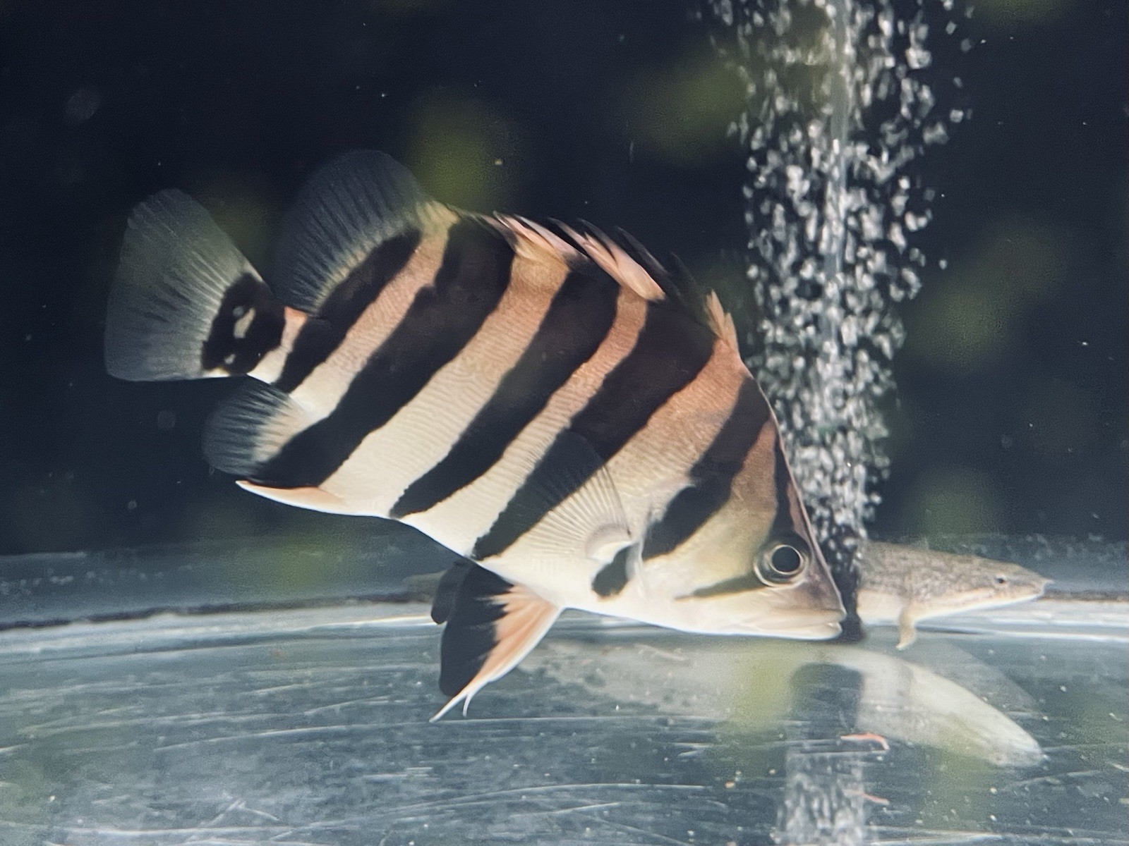 Sumatra Datnoid (Select Grade) 9”  AAA Live Fish (WE ONLY SHIP ON MONDAYS).