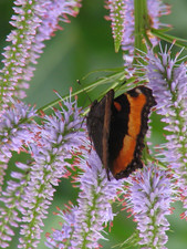 VERONICASTRUM CAERULEUM CULVER'S ROOT GARDEN PERENNIAL BUTTERFLIES BEES