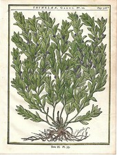 Stampa antica ERBARIO Daphne botanica DUHAMEL da Mattioli 1755 Antique print