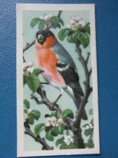Brooke Bond original 1957 tea-card "Bird Portraits", No.9  "Bullfinch".