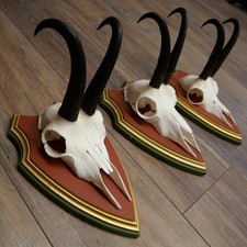 Antlers Camosci 3 X Gamsen Bock Sl 20 CM Gemme Legno di Pino Scudo Trofeo 47.283