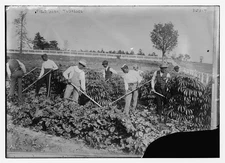 Field work,Tuskegee,Macon County,Georgia,GA,plants,men,Bain News Service