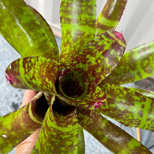 Neo DON WENDLAND - Med / Large Sized Grower, Neoregelia, Bromeliad #1 - Picture 12 of 12
