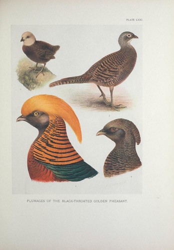 A monograph of the pheasants 1918-22 by William Bebe 4 Pdf E-books on 1Data DVD - Imagen 11 de 12