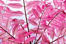 Chinese Toon Tree Seeds for Planting (30 Seeds) - Rare Pink Leafs
