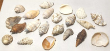 LOT of 21 Assorted Seashells from 1" to 1.75" Nautical Home Decor