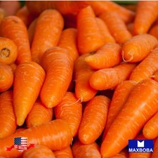 1200 Carrot Fresh Seed Little Fingers Organic Non-GMO Heirloom Vegetable