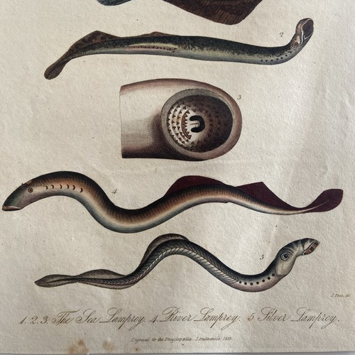 Antique 1826 Hand-Colored Engraving – “Petromyzon” (Lamprey Species) - Picture 3 of 3