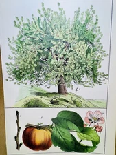 ANTIQUE POSTER APPLES TREES NATURE POSTER PICTURE ILLUSTRATION 1882 BOTANY PLANT
