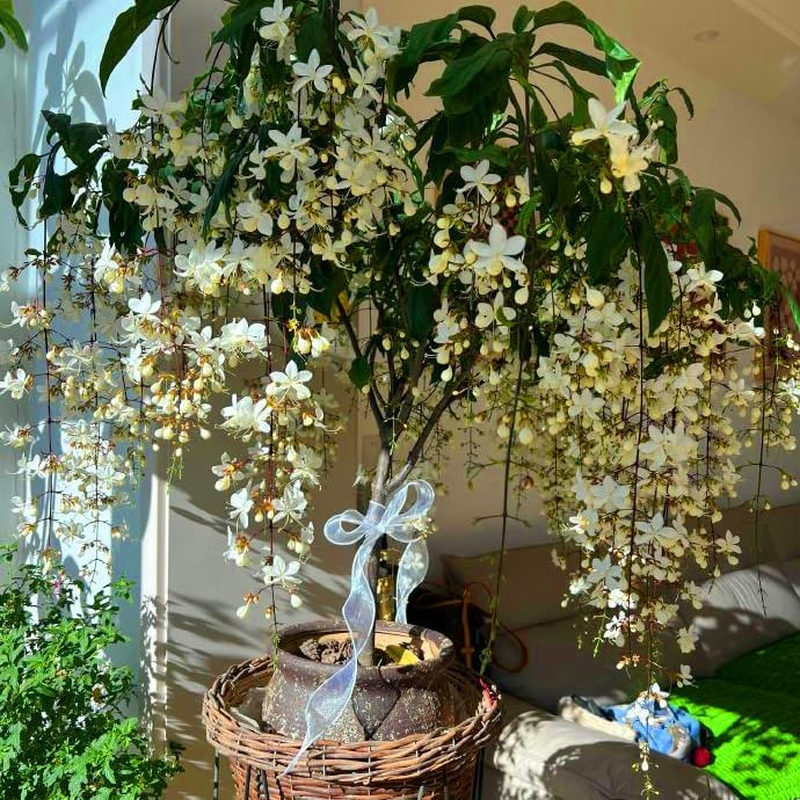 Climbing Weeping Jasmine Seeds for Planting, 300+Pcs Fragrant