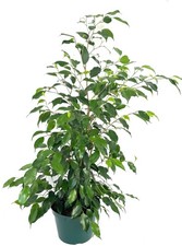 Ficus Benjamina X-Large House Plants, 8" Pot 2-3FT Tall