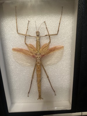 Giant Stick Insect Winged (Eurycnema versirubra) Specimen in Display Box