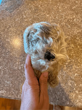 Vintage Steiff Schnauzer dog from Germany