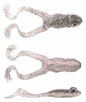 Spro Iris The Frog 120 Gummifrosch 12Cm 20G Salt & Pepper 4664 315