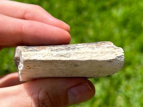 Rare Fossil Titanothere Rib Oligocene Mammal Chadron Nebraska Brontothere Mammal - Picture 11 of 11