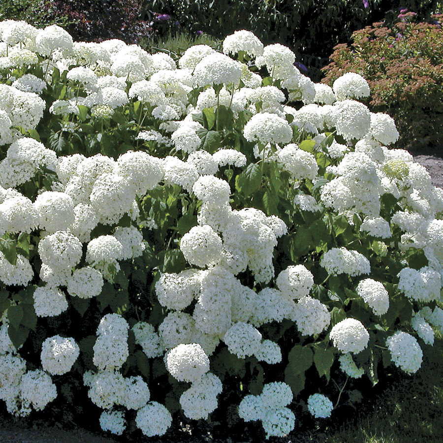 【人気沸騰】 Old Fashion Snowball Viburnum 4 テープ・マスキングテープ