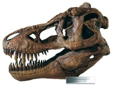 Tyrannosaurus T.rex T-rex Dinosaur Skull Model 1/4 Scale Replica by DinoStoreus