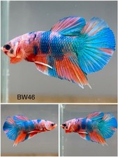 Male Betta Live Fish - Candy Koi Galaxy HMPK - BW46 - High Quality A