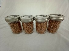 1/2 PINT Mushroom Jars READY  Sterilized Substrate Grain Grow