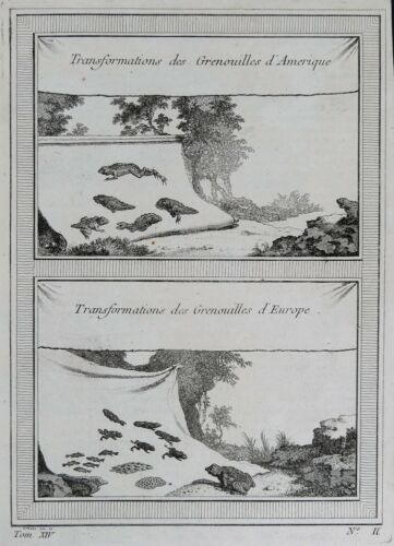 Gravure Engraving Transformations des Grenouilles d'Amérique & d'Europe 1751 - Afbeelding 1 van 1